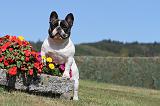 BOULEDOGUE FRANCAIS 123